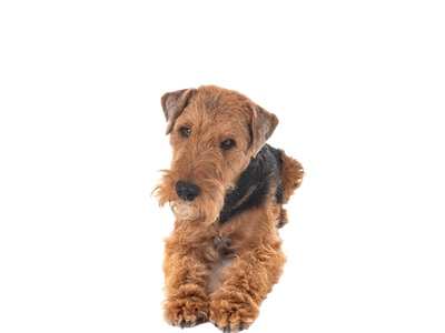 Welsh Terrier
