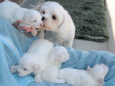 Changing the tale for smuggled Snowy and her puppies