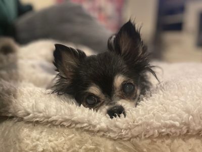 Violet the Chihuahua lying in a fleece blanket