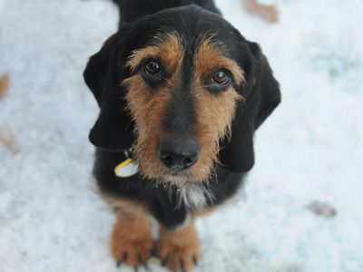 Wire haired Dachshund in the snow
