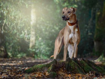 Changing the tale for Underdog George