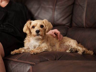 Ticks on dogs: what you need to know