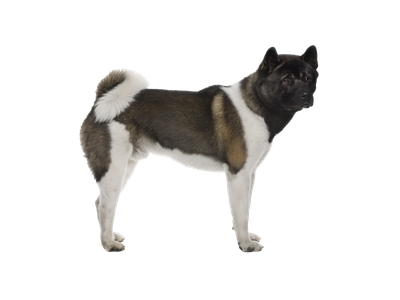 Akita dog on a transparent background