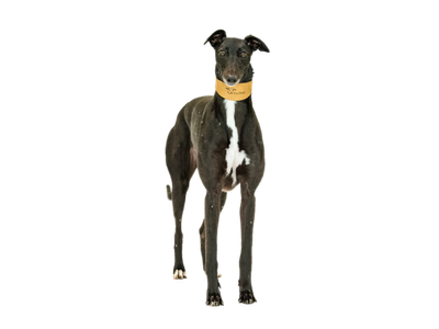 Greyhound wearing a yellow collar