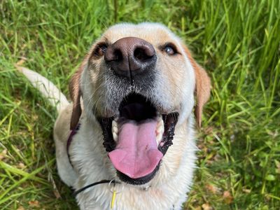 Yellow lab in long grass smiles to camera