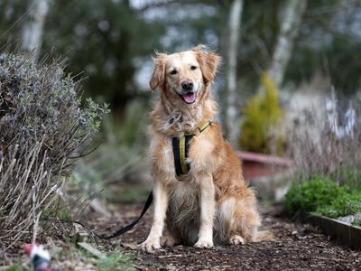 Dogs Trust Basildon Dog Rehoming Dogs Trust Shelter Home For Dogs