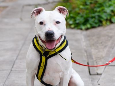 Staffordshire Bull Terrier sitting and looking to camera