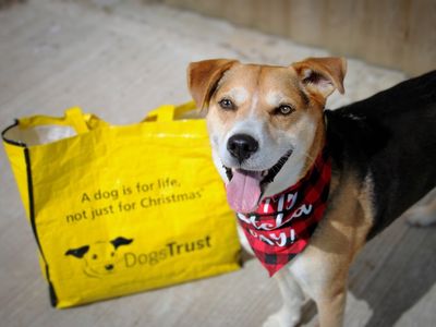 Our rehoming policy
