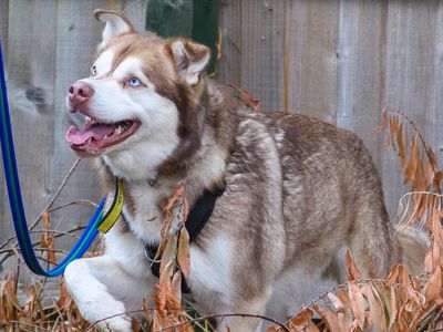 Sponsor dog Forest, a Husky X, standing amongst some orange leaves with his paw raised.