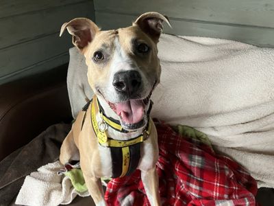 No one should have to choose between a home and a pet