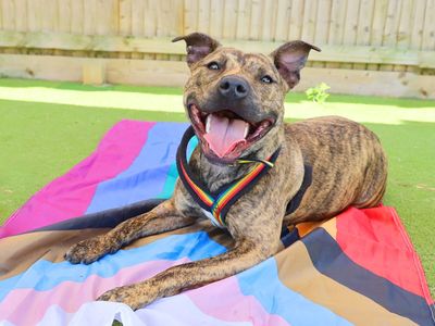 Why your dog might be panting