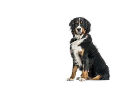 Bernese Mountain Dog
