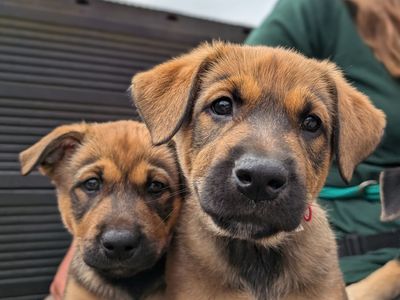 Puppy events within veterinary clinics