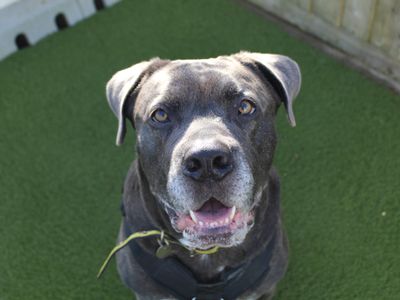 Sponsor dog Moose, a large Cane Corso, smiling at the camera.