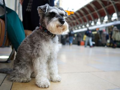 How to travel on public transport with your dog