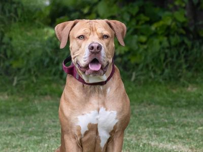 Baxter the Mastiff Cross enjoys a walk in the park with his owner