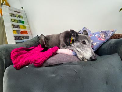 Gladys the Greyhound relaxing on a sofa