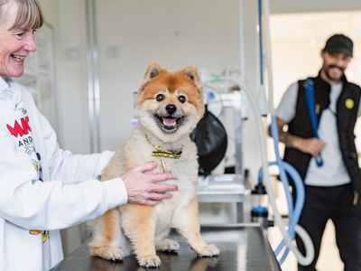 Alfie a golden Shiba Inu, sitting looking at the camera whilst a older lady holds him on the consult table. A dogs trust male staff member smiles in the background