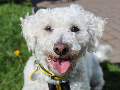 Sponsor dog Toblerone, a white Bichon Frise, smiling at the camera with his tongue out.