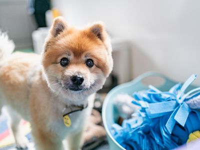 Alfie a golden Shiba Inu, standing looking at the camera whilst next to a blue snuffle mat in a blue box