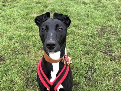 Daisy, a black Lurcher, sits looking to camera