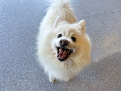 Harry a white Spitz dog, looking up at the camera with his mouth open