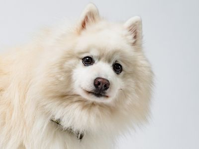 Harry a white Spitz dog, having a photoshoot done with a closeup of his face