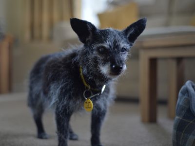 Trixie a blind terrier cross stands up in a living room