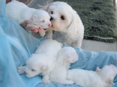 Daisy a white Bichon Frise looking dog sniffing on of her white puppies being held by a carer wearing blue PPE scrubs. Three other white puppies are in the carers lap