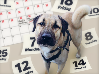 Hank the Anatolian Shepherd Dog in front of a calendar with pages flying off around him.