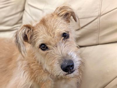 Haggis the Crossbreed dog gets cosy on a sofa