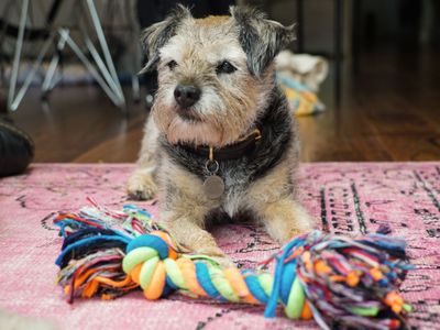 George the border terrier relaxes at home