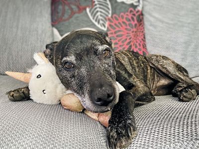 Harry, a rescued abandoned dog, recuperates on a sofa with a unicorn teddy.