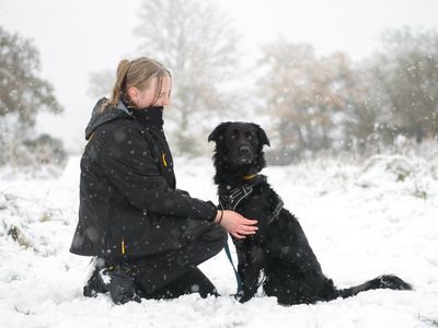 12 woodland walks your pooch will adore this winter