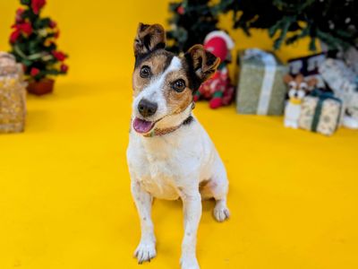 Lottie the Jack Russell Terrier smiles in front of a Christmas tree