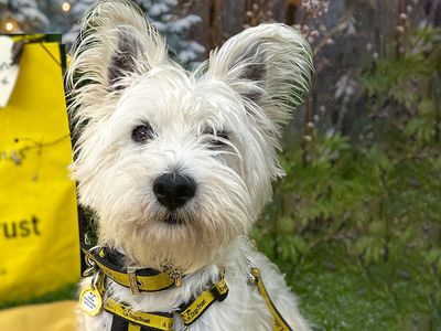 Muffin the West Highland Terrier goes home for Christmas