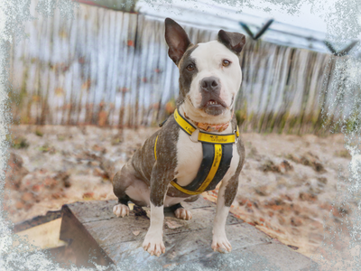 Dora the Staffy sits outdoors at a frosty Rehoming Centre