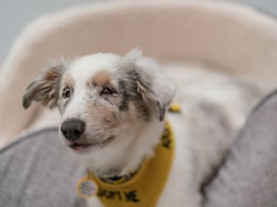 a blind white spotted Collie puppy sitting in a beige and grey dog bed looking away
