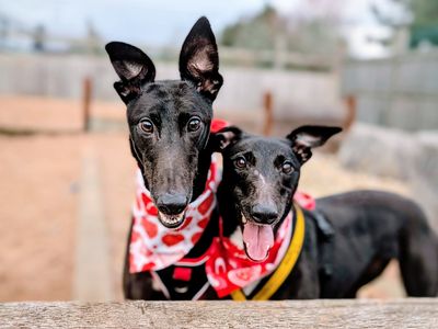 Two black greyhounds wearing heart bandanas