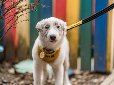 a blind white spotted Collie puppy looking at the camera
