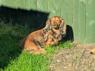 Becky the mini Dachshund basks in the sunshine in her back garden.
