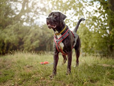 Black and white Mastiff type dog standing in grass