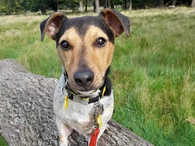 Mario, a Jack Russell Terrier, sitting on a path.