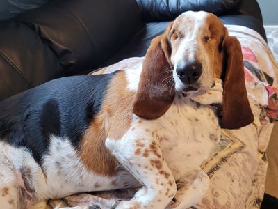 a blind basset hound dog lying on the sofa
