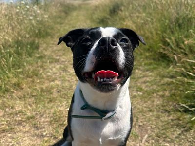 Walter the Boston Terrier sitting and smiling in a grassy field