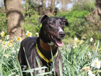 Sposnor dog Angus, a black Lurcher, standing among some daffodils.