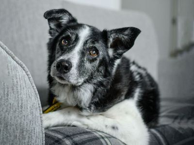 Swift the elderly Border Collie rests on a sofa in his foster home.