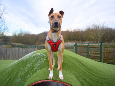 Sponsor dog Charlie, a tan Lurcher standing on a green hill.