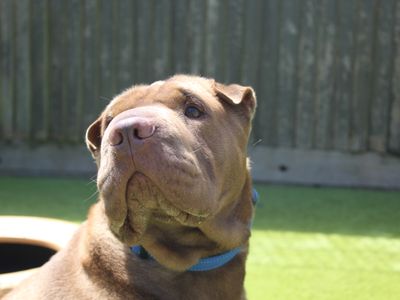 Close up photo of Shar Pei cross Labrador, Hugo looking over his shoulder.