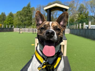 Brindle and white French Bulldog cross, Lockie, with his tongue sticking out